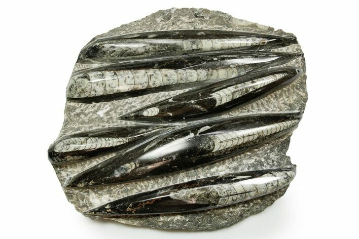 Polished Fossil Orthoceras (Cephalopod) Plate - Morocco #372652